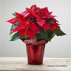 Crimson Poinsettia Star Tin